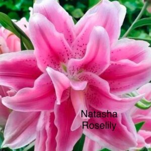Pink double lily bloom close-up