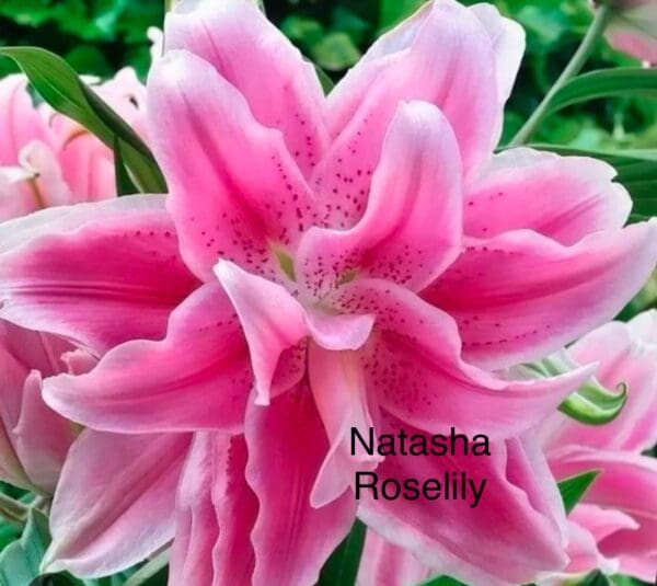 Pink double lily bloom close-up