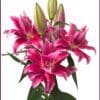 Pink stargazer lilies with unopened buds