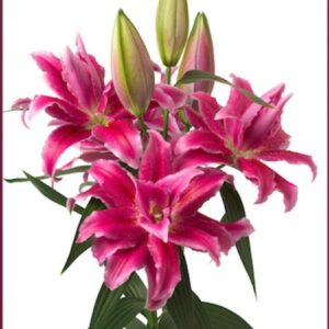 Ruffled hot pink oriental lilies with three buds