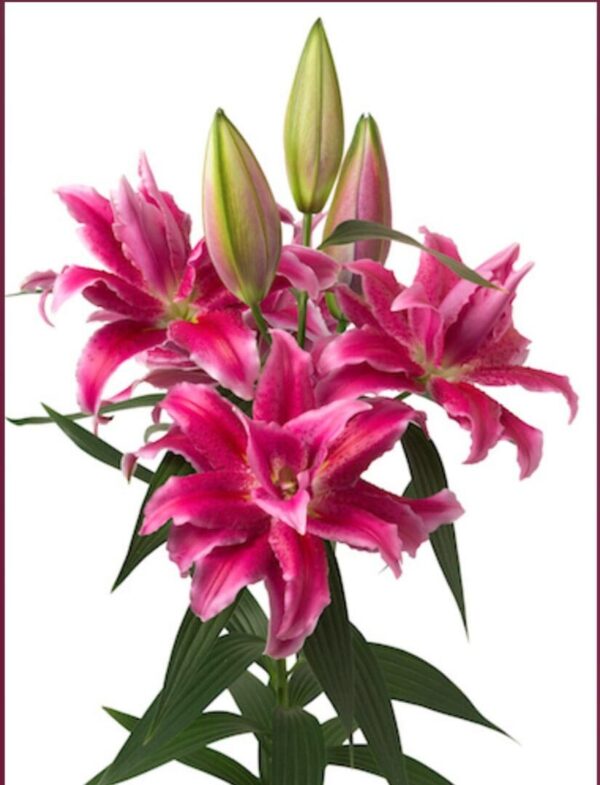 Ruffled hot pink oriental lilies with three buds