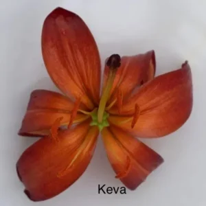 Orange lily blossom on white background
