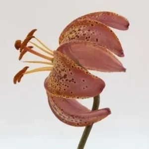 Speckled pink lily with curved petals