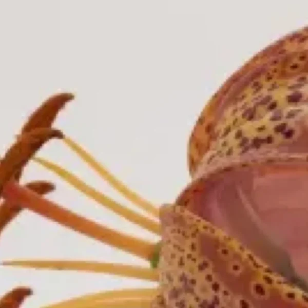 Stamen and spotted petal detail on lily