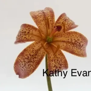 A close up of the flower with the name kathy evans