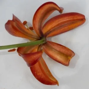 Close-up of orange lily petals on white