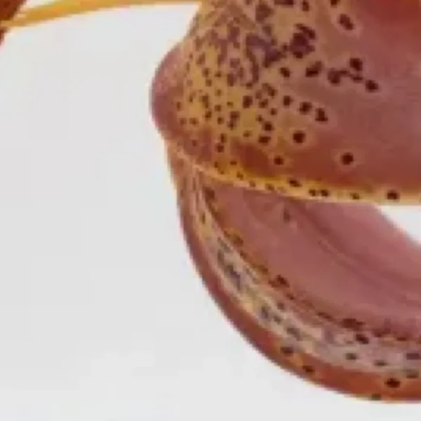 Edge of orange lily petal sprinkled with freckles