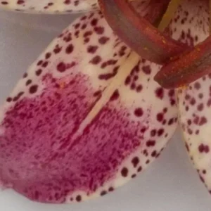 A close up of the inside of an orchid.