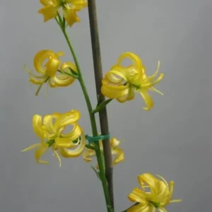 Yellow curled lily blossoms on upright stem