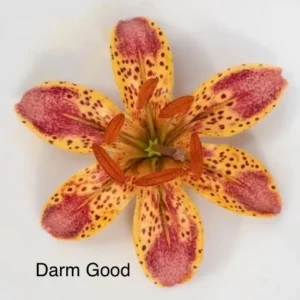 A flower with the words " darm good " written on it.