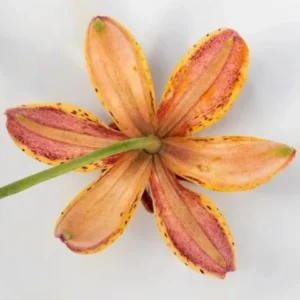 A flower with yellow and red petals on it.