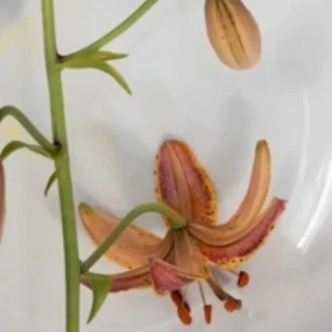 A close up of the flower on a plate