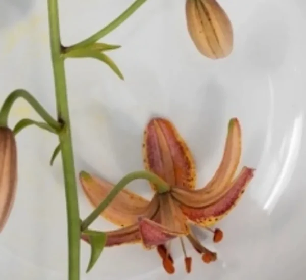A close up of the flower on a plate