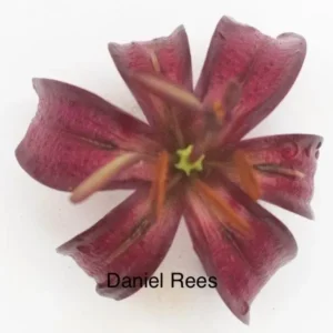 A close up of the flower with name daniel rees