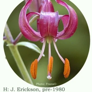 A close up of the flower with orange stamen.