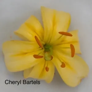 A yellow flower with orange spots on it.