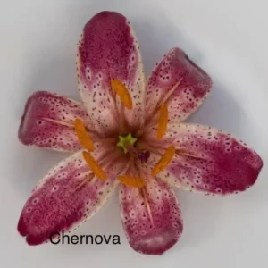 A close up of the flower with the name chernova underneath it.