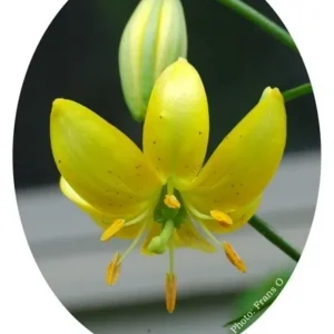 A yellow flower with green leaves on it.
