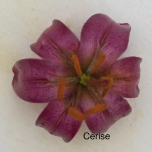 A close up of the flower with the word cerise written underneath it.