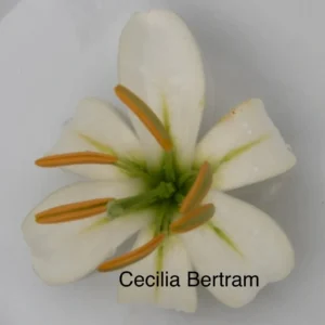 A white flower with yellow stamen and green tips.