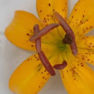 Close-up orange lily with prominent stamens