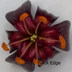 Dark burgundy flower with bright orange anthers