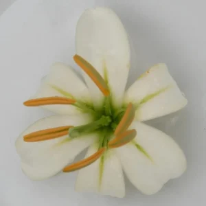A white flower with green stems and orange centers.