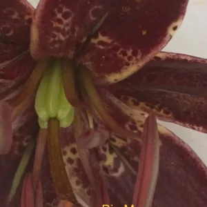 Maroon speckled lily blossom close-up