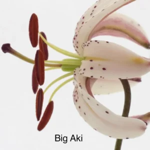 A close up of the flower with the words " big aki " underneath it.