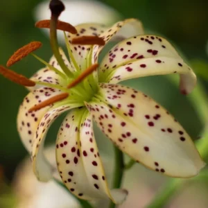 Speckled cream lily bloom with orange stamens
