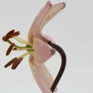 Close-up pale pink lily with curved pistil