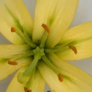 Close-up of yellow lily with orange stamens