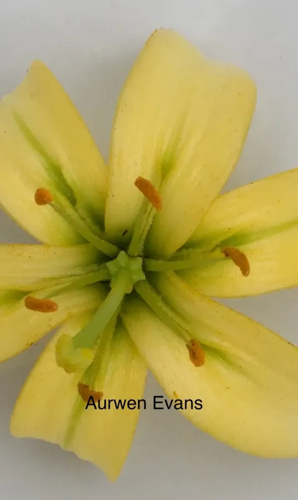 Close-up of yellow lily with orange stamens
