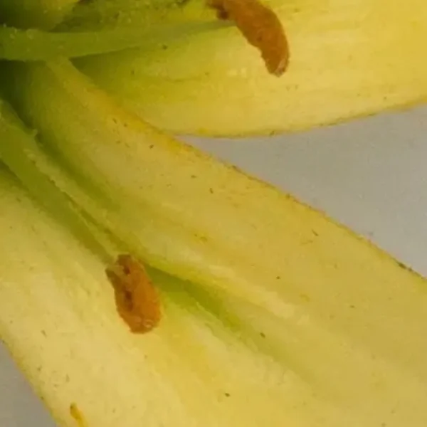 Close-up of yellow flower stamen with pollen