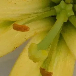 Close-up of yellow flower stamens and pistil