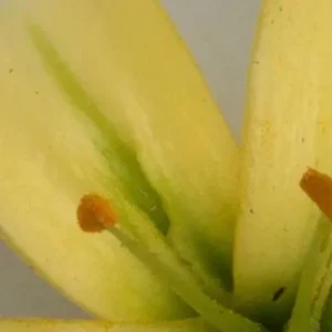 A close up of the flower with green stems.