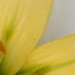 Close-up of yellow lily petal and stamen