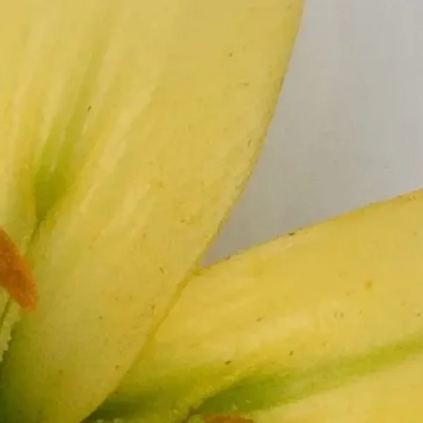 Close-up of yellow lily petal and stamen