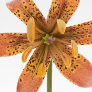 A close up of the flower with yellow spots