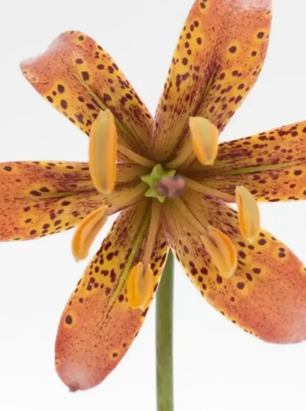 A close up of the flower with yellow spots
