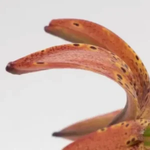 Curled spotted orange lily petal close-up