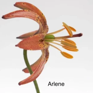 A close up of the flower with name arlene