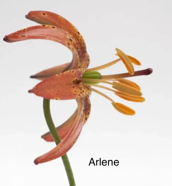 A close up of the flower with name arlene
