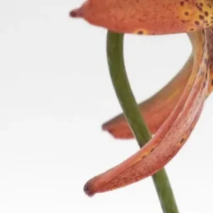 Close-up orange lily petal and stem
