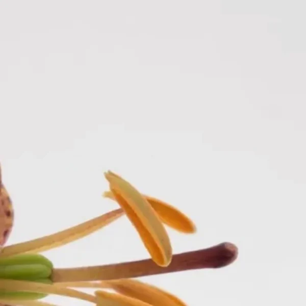 A close up of an orange flower with some green leaves