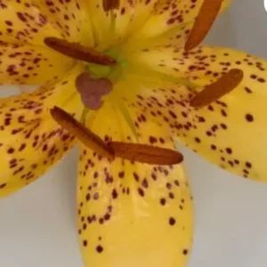 Yellow spotted lily close-up with orange stamens
