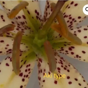 Close-up spotted lily center with stamens