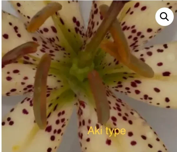 Close-up spotted lily center with stamens