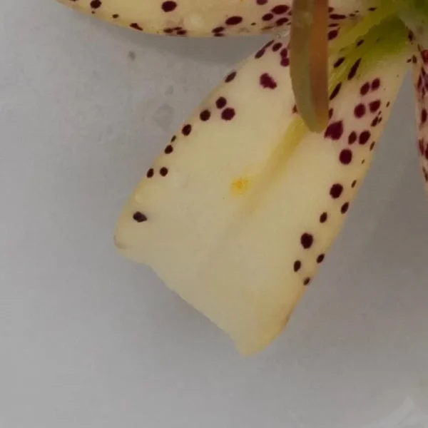 Spotted pale yellow orchid petal close up