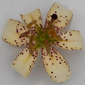 Creamy spotted lily blossom, top-down view